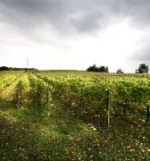 leventhorpe vineyard spring